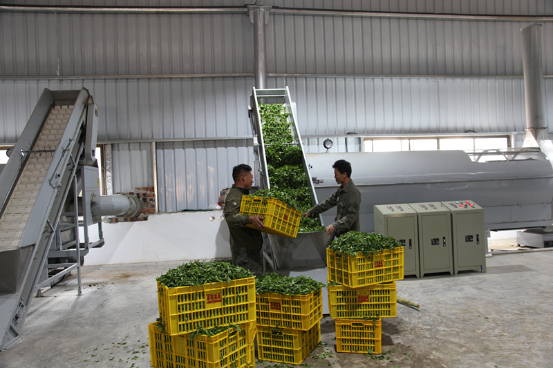 百投集團(tuán)又一茶葉加工廠建成投產(chǎn)